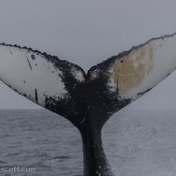 Whale fluke