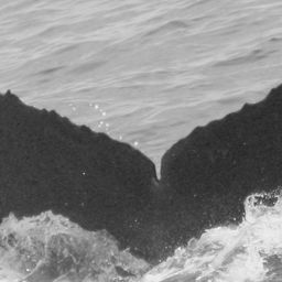 Fluke of CRC-12530