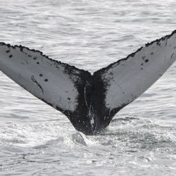 Fluke of Dalmatian
