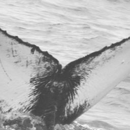 Fluke of CRC-15267