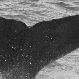 Fluke of CRC-10941