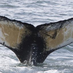 Fluke of HRC-Mn390