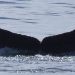Fluke of Big Kahuna