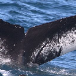 Fluke of CRC-11598