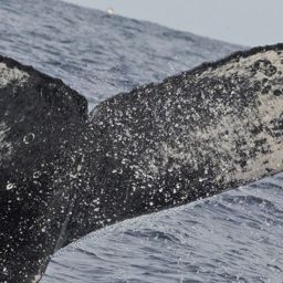 Fluke of CRC-12301