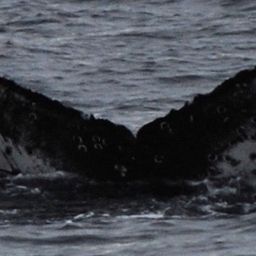 Fluke of CRC-17757
