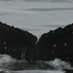 Fluke of CRC-17847