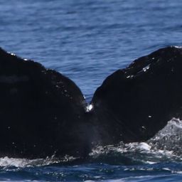 Fluke of CRC-10695