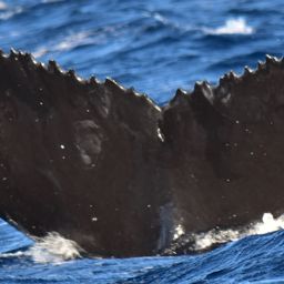 Fluke of CRC-17771