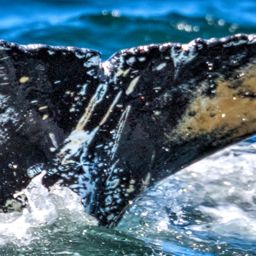 Fluke of CRC-17825