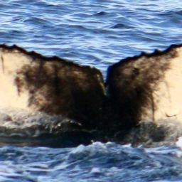 Fluke of CRC-18322