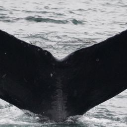Fluke of CRC-10740