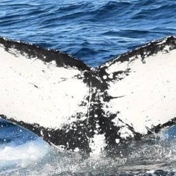 Fluke of CRC-18021