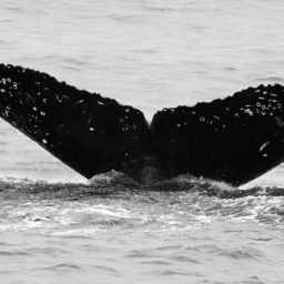 Fluke of CRC-11778