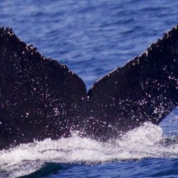 Fluke of CRC-12343