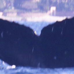 Fluke of CRC-11334
