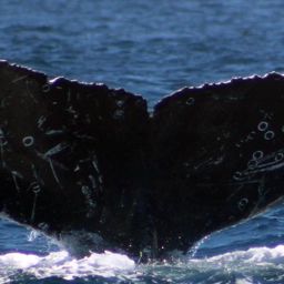 Fluke of CRC-16234