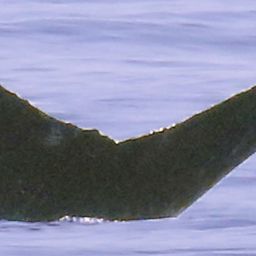 Fluke of CRC-12508
