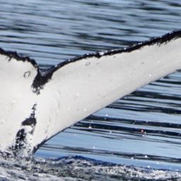 Fluke of SEAK-5318