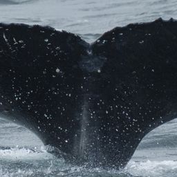Fluke of HW-MN0430002