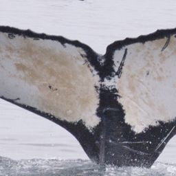 Fluke of HW-MN0430005