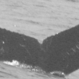 Fluke of Ocean Maggie