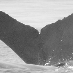 Fluke of CRC-9038