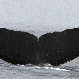 Fluke of CRC-11888