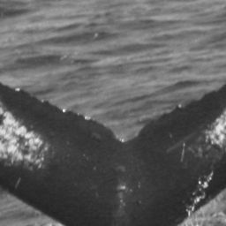 Fluke of CRC-12449