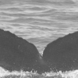 Fluke of CRC-15189