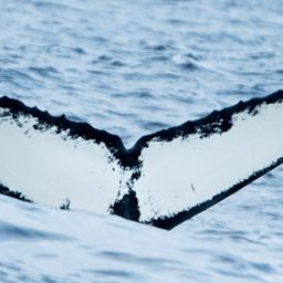 Fluke of HW-MN0101434