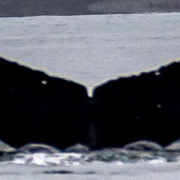 Fluke of Eyelet