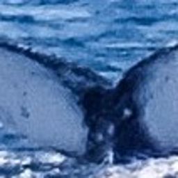 Fluke of HW-MN0101441