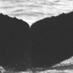 Fluke of CRC-12377