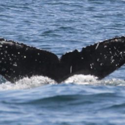 Fluke of CRC-17787