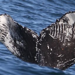 Fluke of CRC-17783