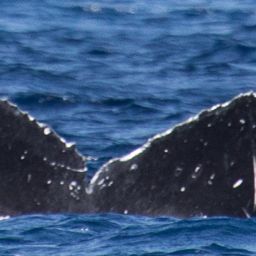 Fluke of HW-MN0441144
