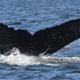 Fluke of CRC-15498