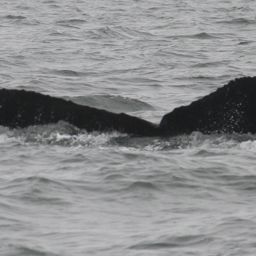Fluke of CRC-10067