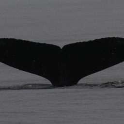 Fluke of CRC-12401