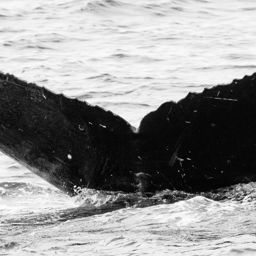 Fluke of CRC-12113