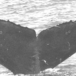 Fluke of CRC-12389