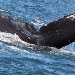 Fluke of CRC-15343