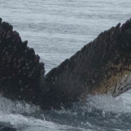 Fluke of HW-MN1301855
