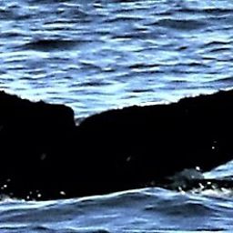 Fluke of Shell