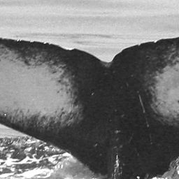 Fluke of CRC-15411