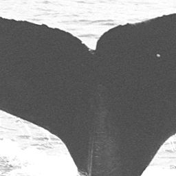 Fluke of CRC-10594