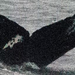 Fluke of SEAK-1708