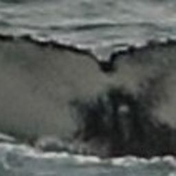 Fluke of HW-MN0101561