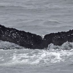 Fluke of SEAK-2218